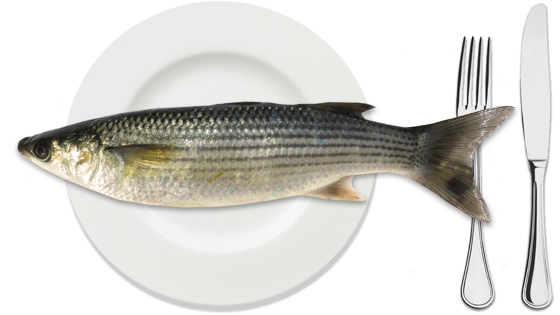 cefalo-o-bosega-hellofish